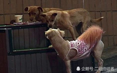 超市老板假借爱心领养烹食流浪狗 超市老板假借爱心领养烹食流浪狗