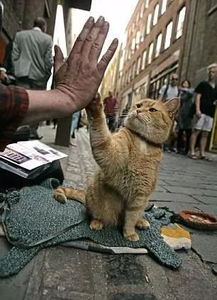 起猛了 养到能吃猫的花了(起猛了，养到能吃猫的花了)