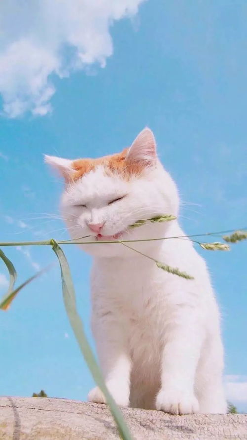 华为电脑猫咪壁纸怎么换(华为电脑更换猫咪壁纸的详细步骤) 华为电脑猫咪壁纸怎么换(华为电脑更换猫咪壁纸的详细步骤)