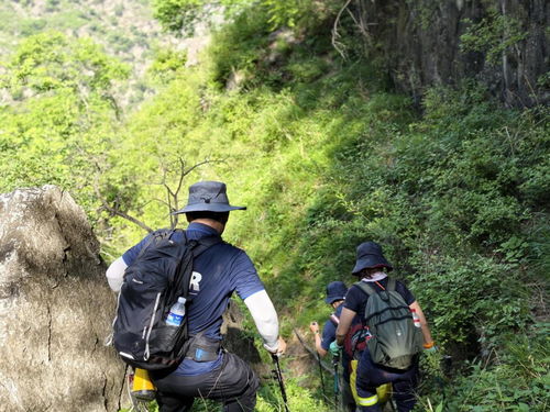 景区山上突然掉下几头牛 目击者发声 景区山上突然掉下几头牛 目击者发声