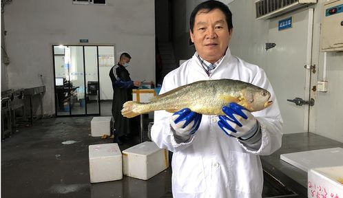 60万斤温州大黄鱼扛过台风巴威