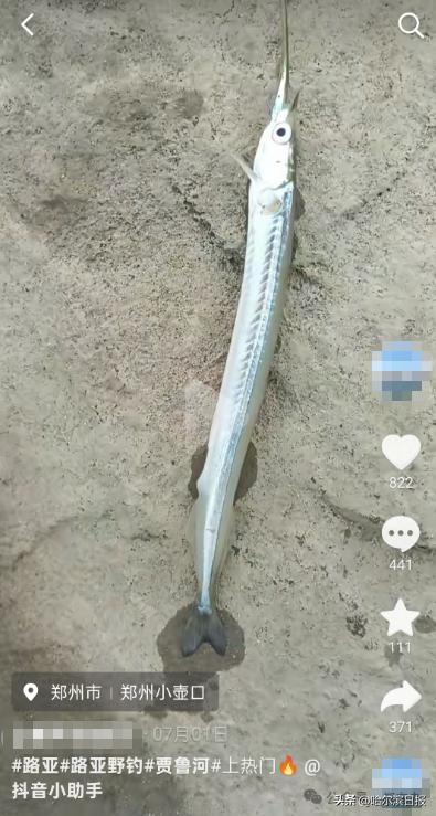 贾鲁河出现怪鱼 专家回应