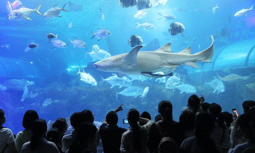 长沙海底世界小游戏攻略 VS 摩尔工厂游戏攻略